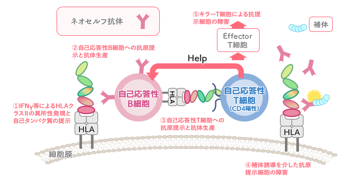 ネオセルフ抗体