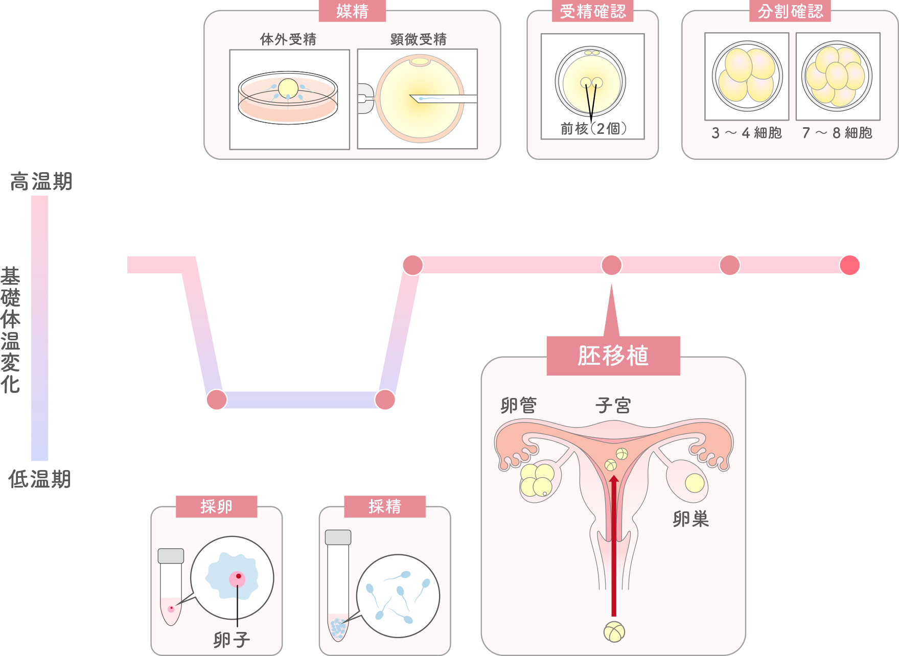 基礎体温と体外受精の大まかな流れ