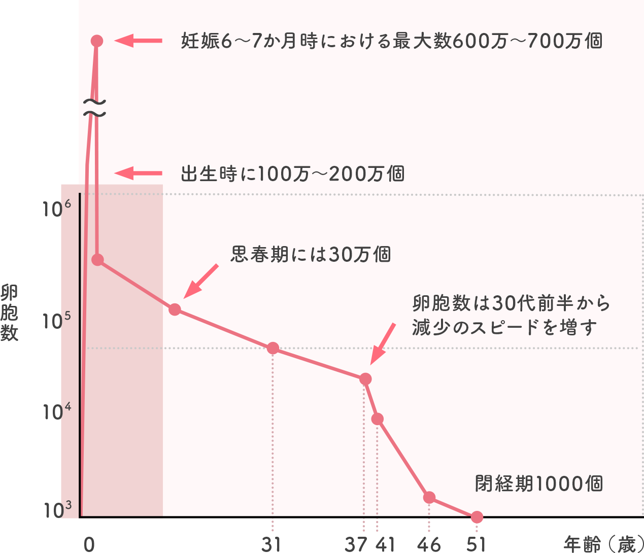 加齢による卵子の減少と老化グラフ